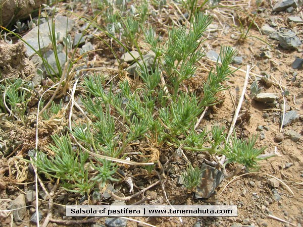 Salsola cf pestifera.JPG