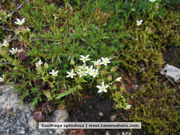 Saxifraga spinulosa.JPG