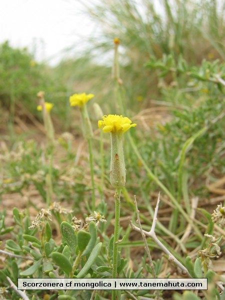 Scorzonera cf mongolica.JPG