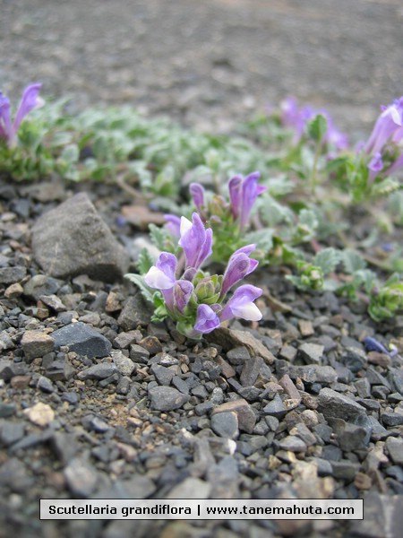 Scutellaria grandiflora.JPG