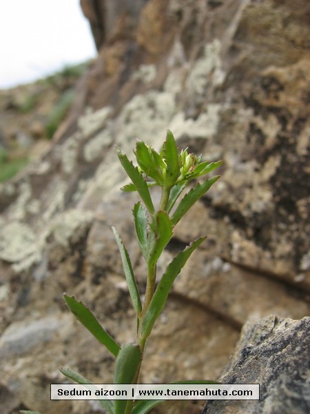 Sedum aizoon.JPG