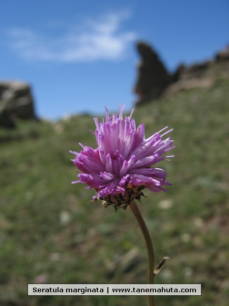 Seratula marginata.JPG