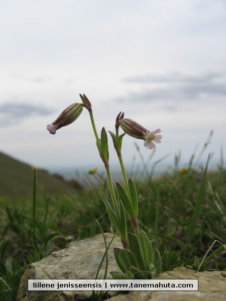 Silene jenisseensis.JPG