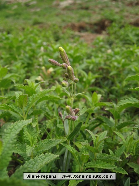 Silene repens.JPG