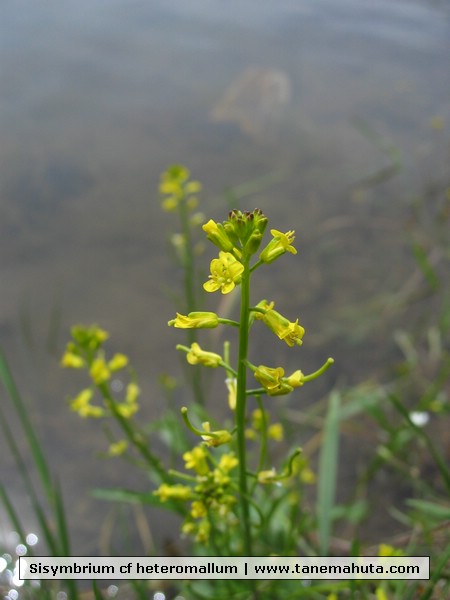 Sisymbrium cf heteromallum.JPG