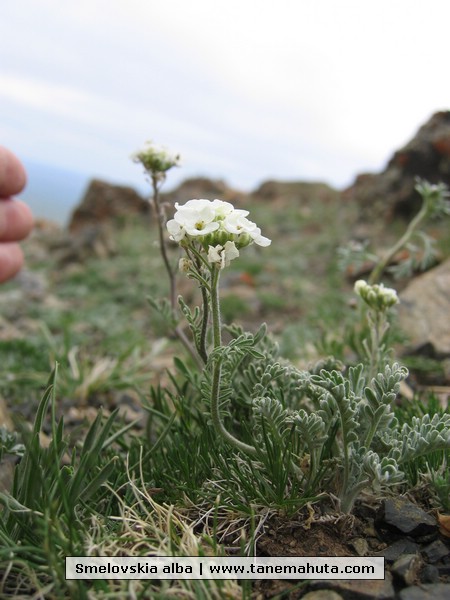 Smelovskia alba.JPG