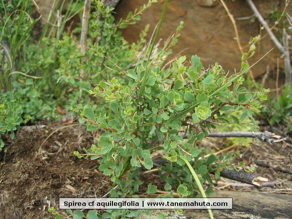 Spirea cf aquilegifolia.JPG