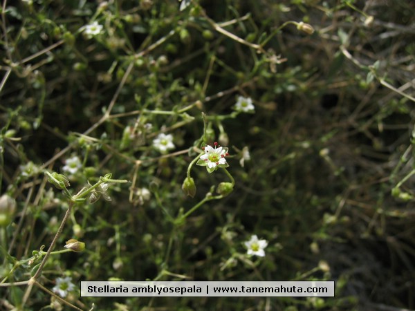 Stellaria amblyosepala.JPG