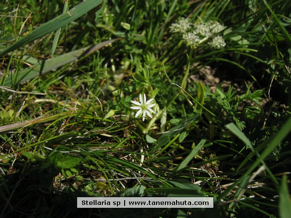 Stellaria sp.JPG