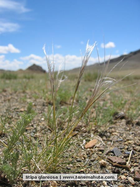 Stipa glareosa.JPG