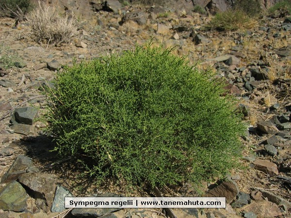 Sympegma regelii.JPG