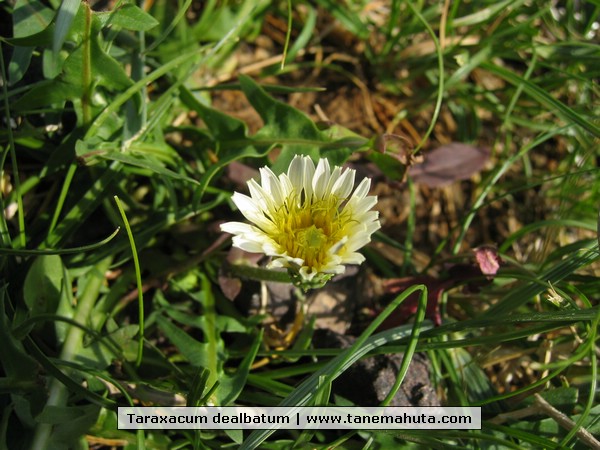 Taraxacum dealbatum.JPG