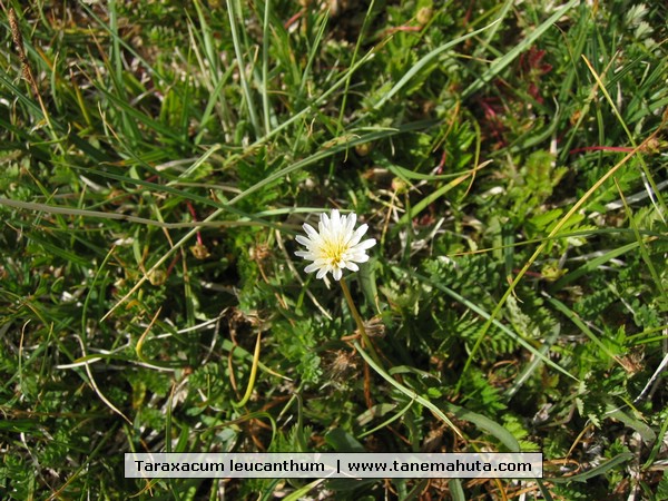 Taraxacum leucanthum .JPG