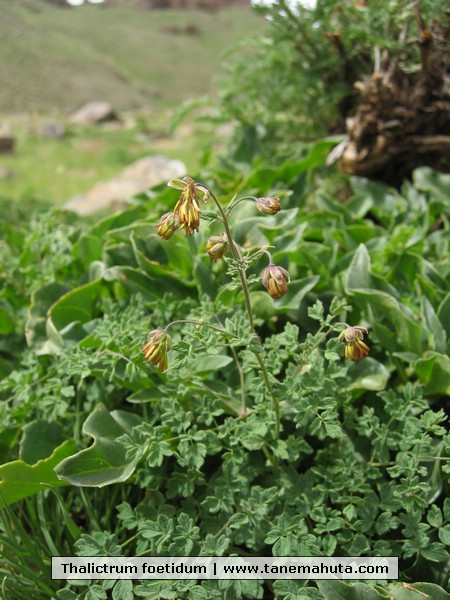 Thalictrum foetidum.JPG