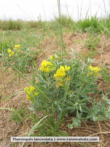 Thermopsis lanceolata.JPG