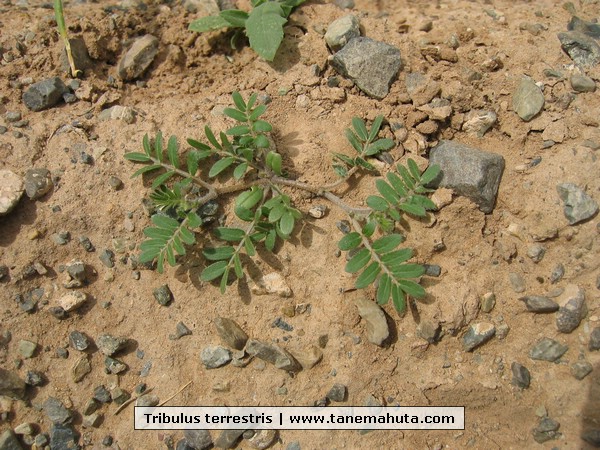 Tribulus terrestris.JPG