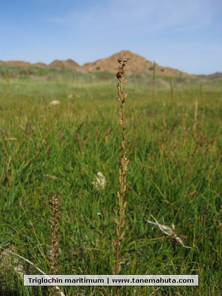 Triglochin maritimum.JPG