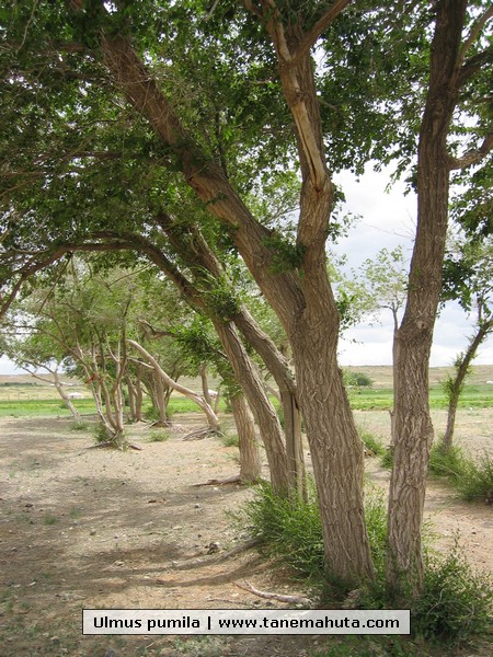 Ulmus pumila.JPG