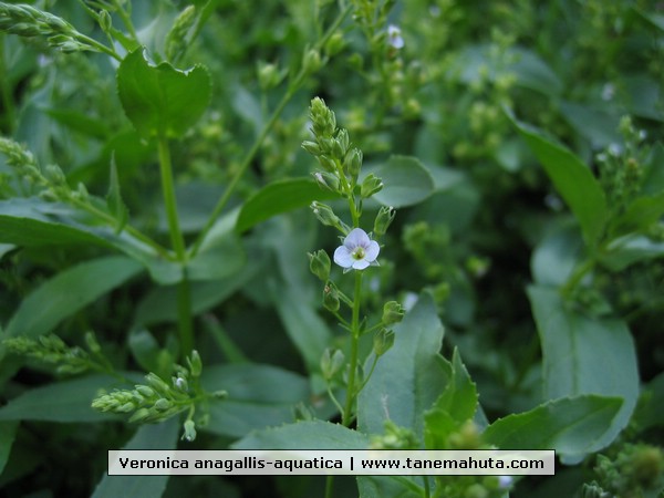 Veronica anagallis-aquatica.JPG