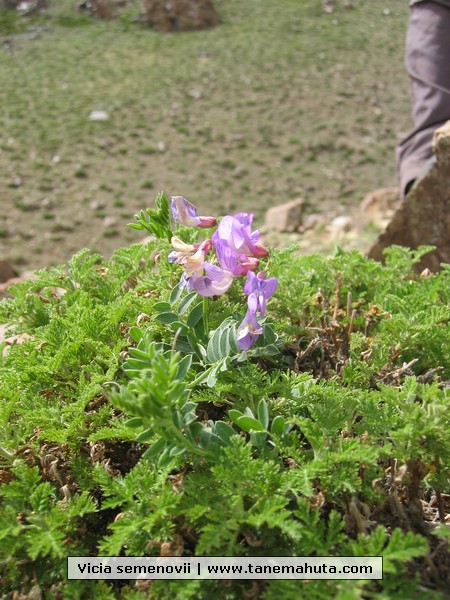 Vicia semenovii.JPG