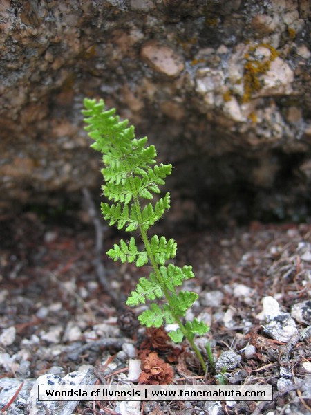 Woodsia cf ilvensis.JPG