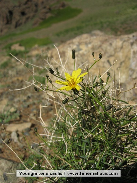 Youngia tenuicaulis.JPG