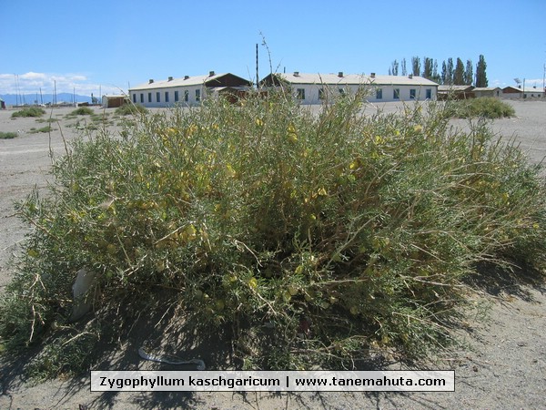 Zygophyllum kaschgaricum.JPG