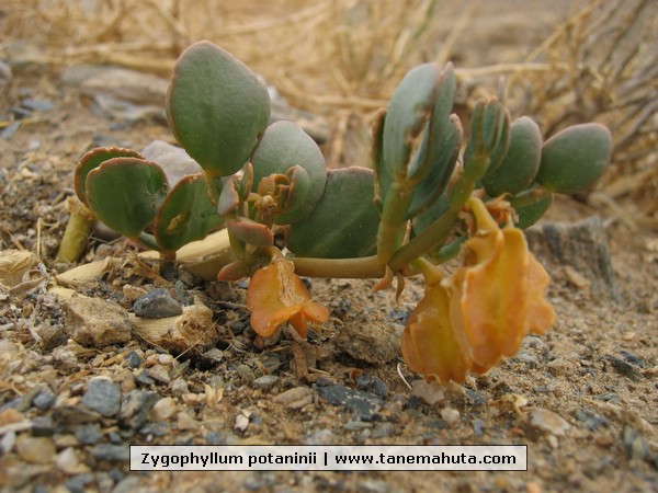 Zygophyllum potaninii.JPG